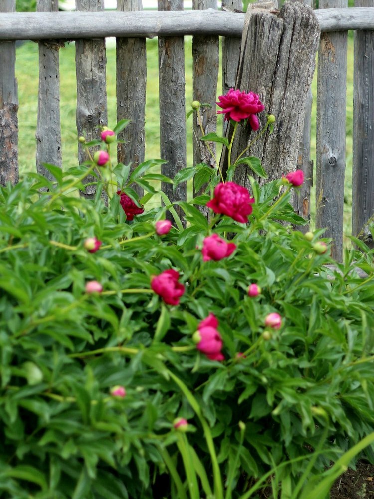 Улыбнется девочка, подмигнет слегка ... кудри ярко-рыжие ручкой теребя