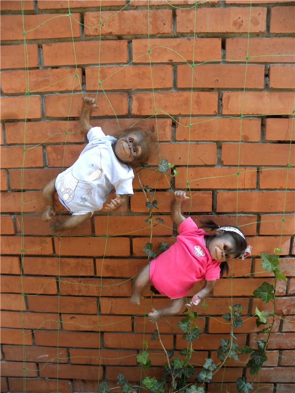 Необычное пополнение в моем доме