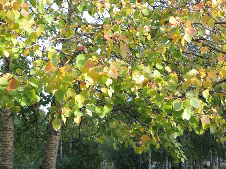 Люблю я пышное природы увяданье (фото 4)