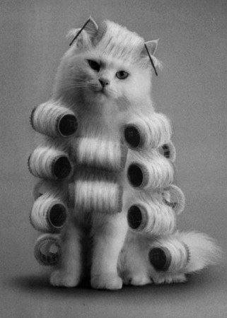 Кошачий позитив — Интересное и необычное: фотоподборки