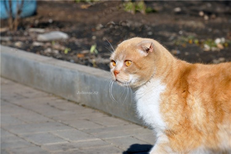 Коты прилетели... первые вестники весны (фото 9)