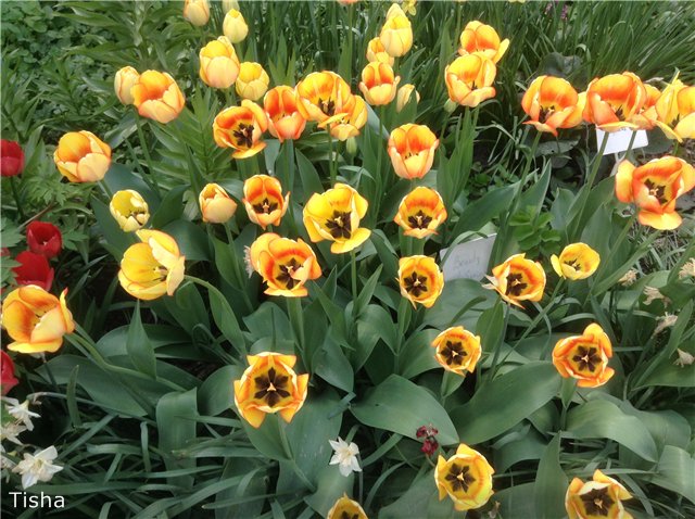 Летние наряды для моих любимок