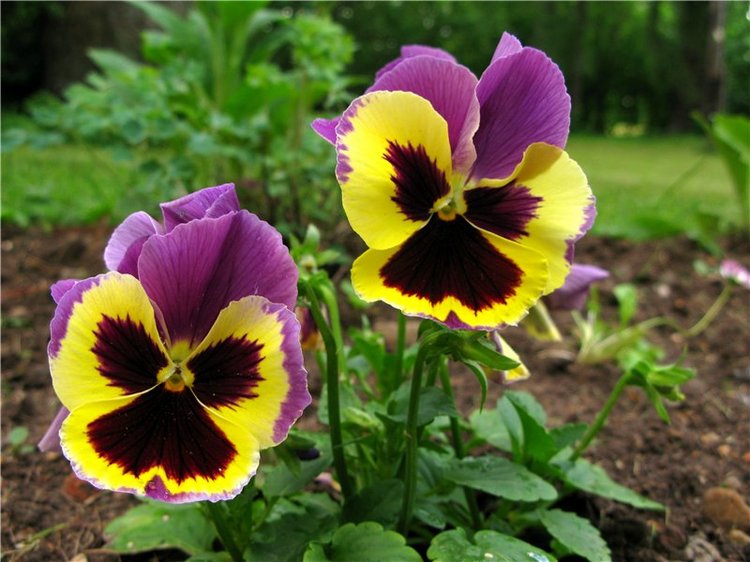 46-ой Пушкинский праздник поэзии в Берново. Часть первая (фото 4)