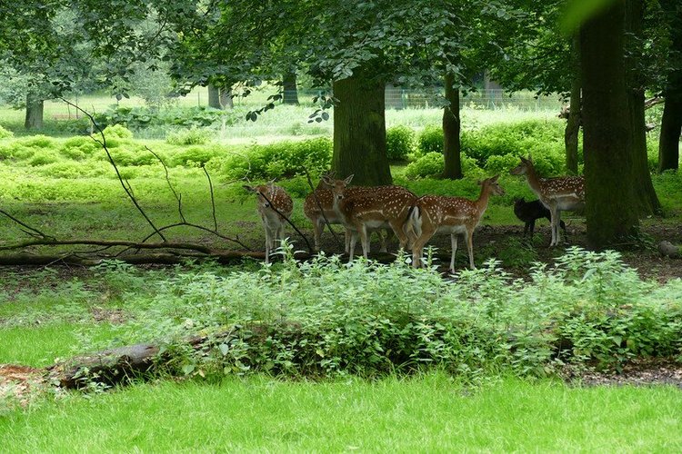 Hirschpark Hamburg. Олений парк. ВИДЕО