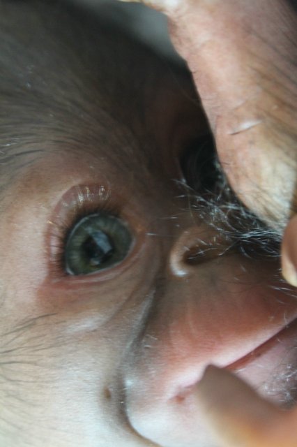 Бонька, обезьянка реборн Элины Кудрявцевой