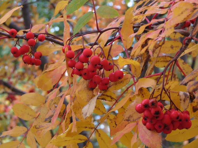 Люблю я пышное природы увяданье