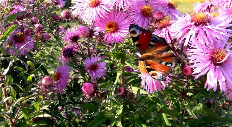 В сентябре пришло к нам лето! Мальва Zwergnase, мой рыжий эльфик