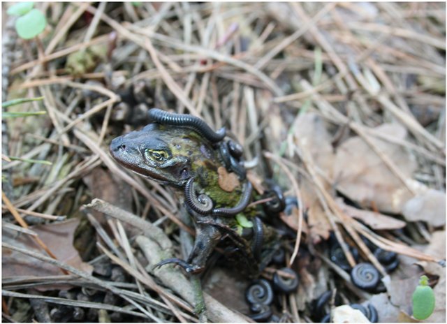 Небольшой поход Вихтелят на Ирдынские болота