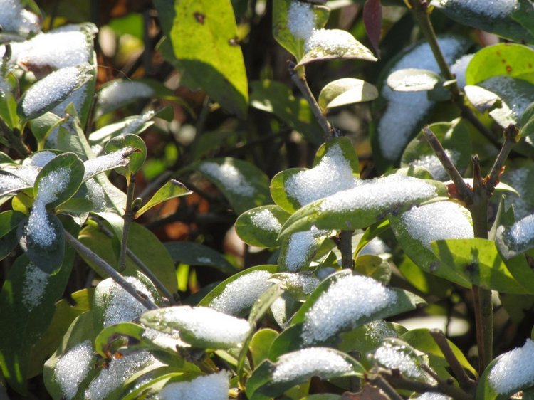Утренняя прогулка в парке Горького с Соломоном и Анхен, или О сложностях гуляния с собакой и куклой одновременно