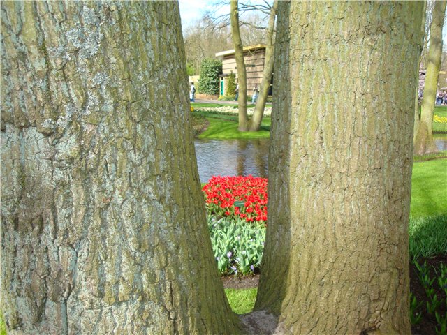 Парк цветов в Кеукенхоф (Keukenhof) в Нидерландах (Голландия) (фото 6)