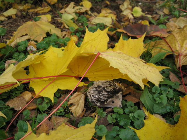 Неожиданная находка! Элис, PukiFee Ante (фото 2)