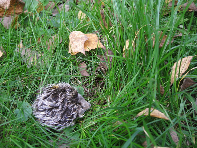 Неожиданная находка! Элис, PukiFee Ante (фото 5)