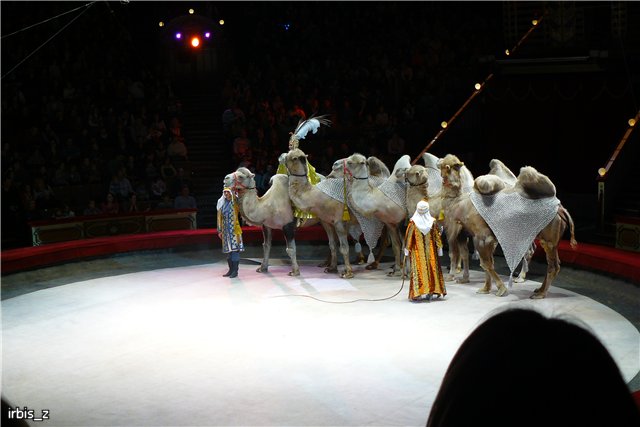 Вот так чудеса или как Ариэль в Большой Московский Цирк ходила. PukiFee Ante Ариэтти, PukiFee Bonnie Ариэль