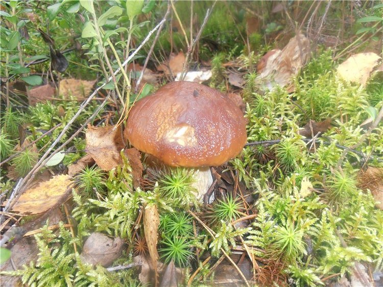 Любителям природы и походов за грибами (фото 7)