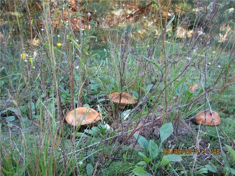 Алёнка, моя куколка Paola Reina