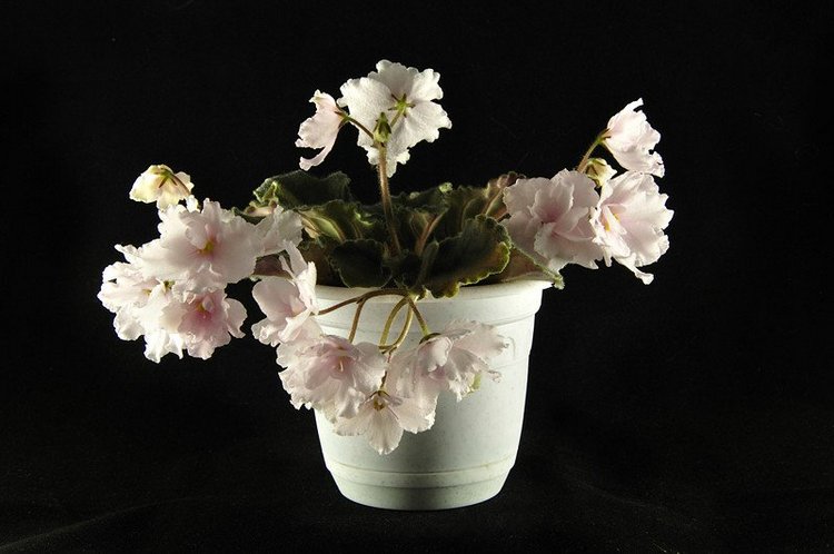 Еще немного о сумасшествии