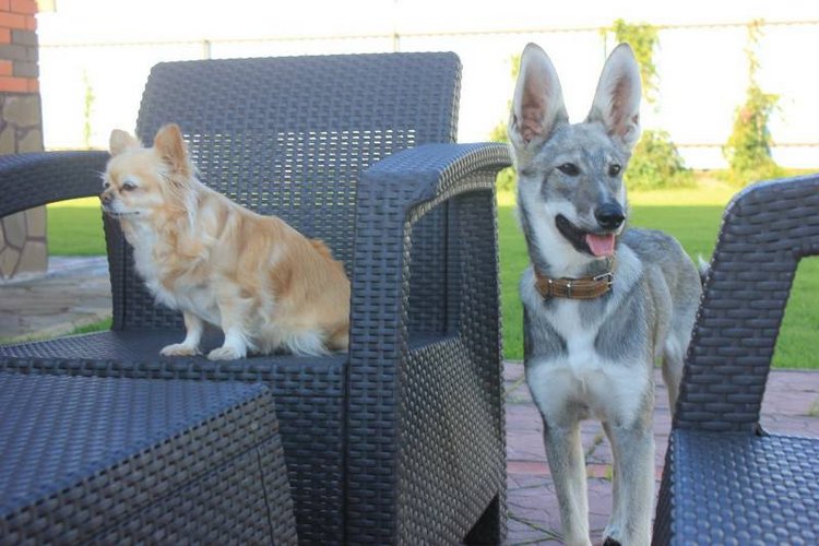 Наше участие в конкурсе Кукла и питомец | Бэйбики Наше участие в конкурсе Кукла и питомец (фото 7)