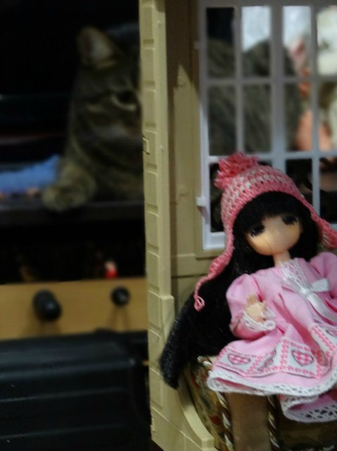 Моего кота не волнуют конкурсы, он просто любит фотографироваться