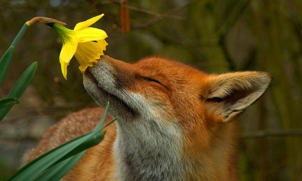 Все любят цветы — Интересное и необычное: фотоподборки