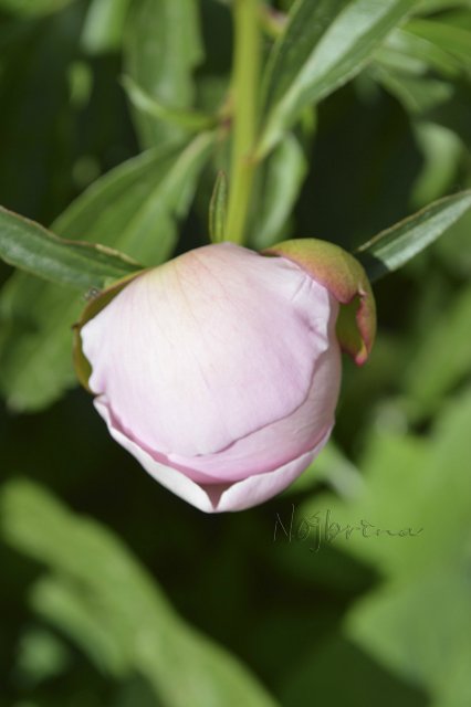 Яркие краски. Вихтели Rosemarie Anna Muller