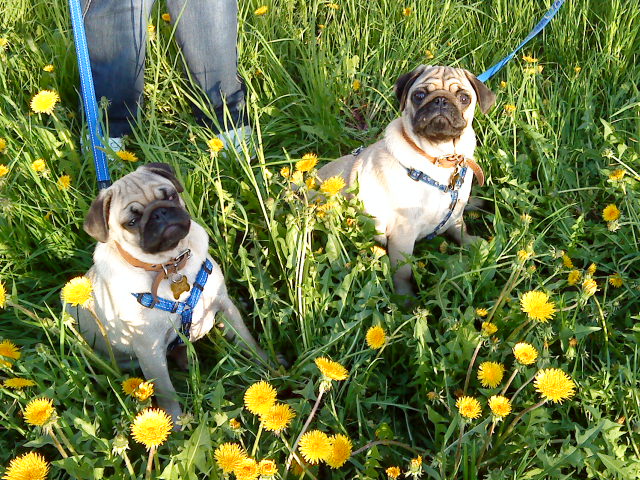 Не только куклы — Другие хобби и увлечения: сад (фото 8)