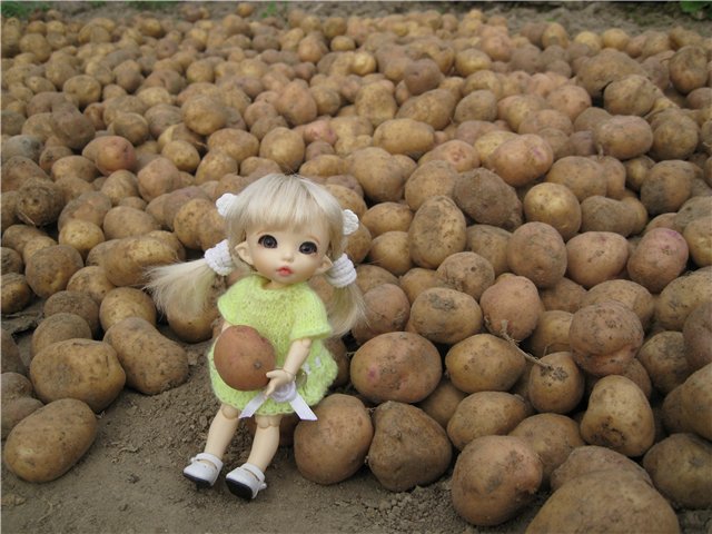 Маленькая дачница! Пукифи Анте Элис | Бэйбики Маленькая дачница! Пукифи Анте Элис