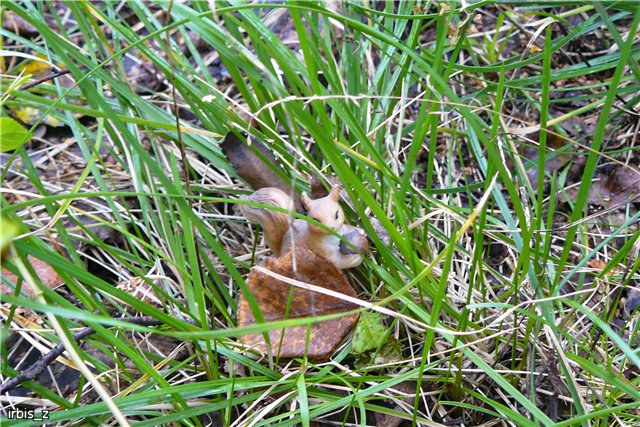Осенняя сказка. Часть 1. (PukiFee Ante Ариэтти, PukiFee Bonnie Ариэль) | Бэйбики Осенняя сказка. Часть 1. (PukiFee Ante Ариэтти, PukiFee Bonnie Ариэль)