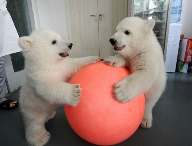 Это ты? А может я? Или копия моя? Двойняшки от Pamela Erff (фото 6)