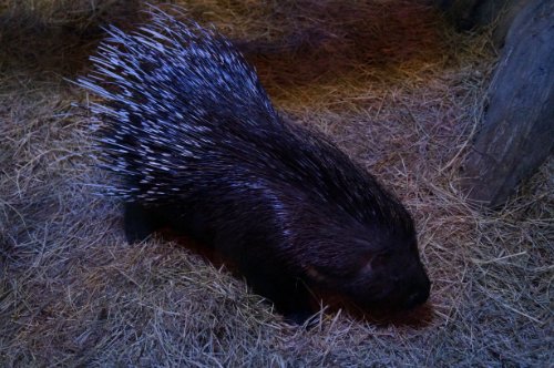 Воронежский океанариум — Туризм и путешествия: фотоотчеты из поездок (фото 10)