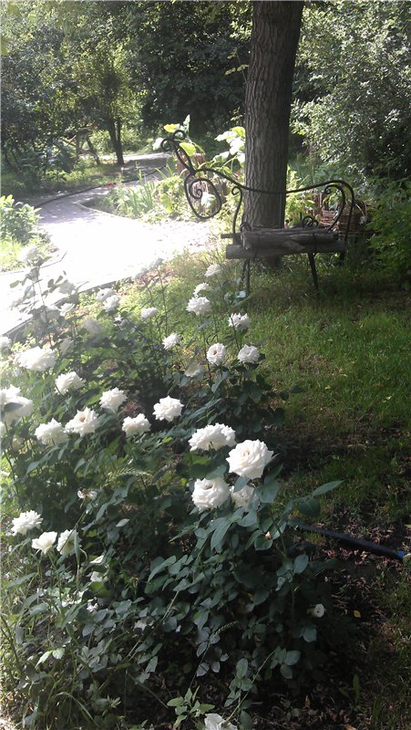 Маленький парк — Куклы Dollzone (Доллзон): BJD (БЖД) (фото 5)