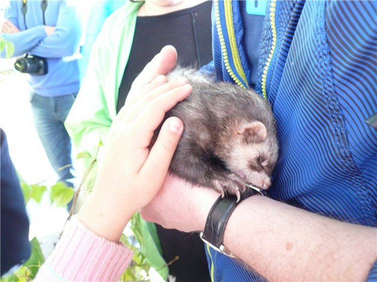 Давайте знакомиться! Мусенька - Realpuki Kaka Basic;)