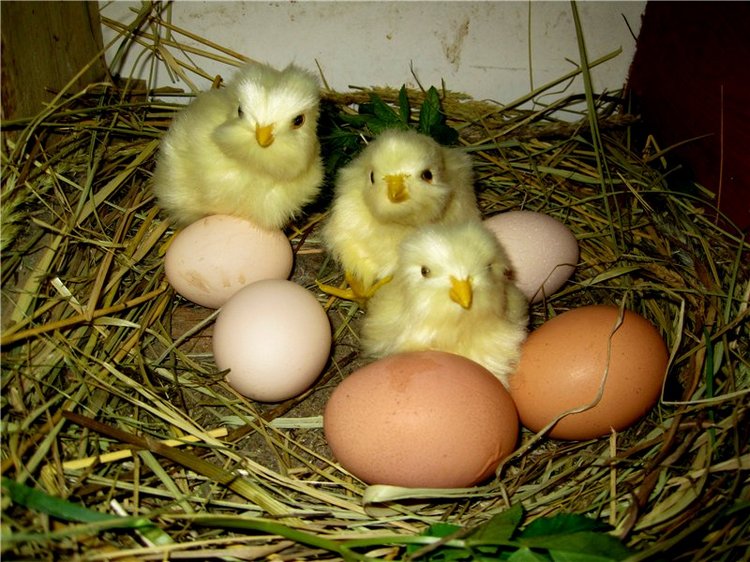 С праздником! Наше жёлторотое пополнение (фото 9)