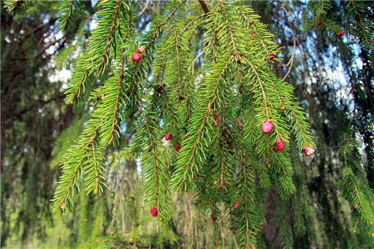 Сказочное Василёво. Реплика антикварной куклы Bébé BRU JNE от автора Branka Schärli