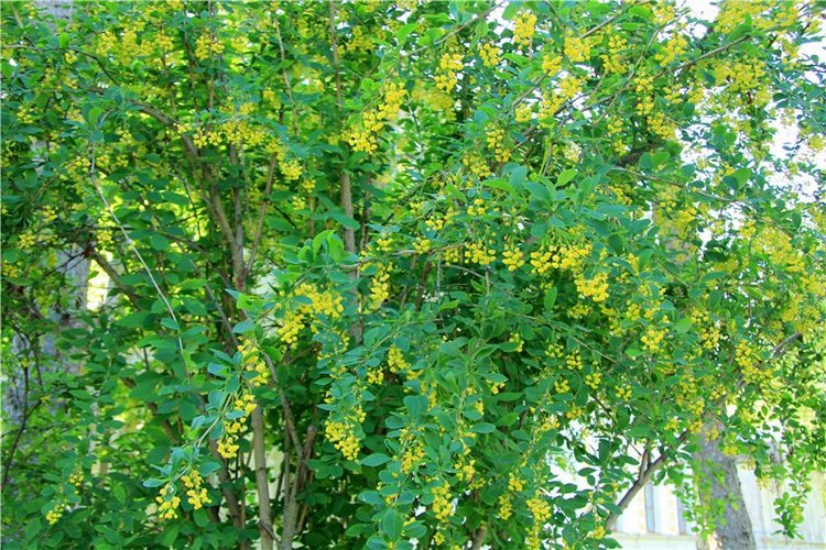 Кашин - город русского сердца. Часть пятая. Город - курорт, Санаторий "Кашин"