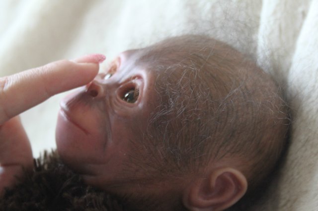 Обезьянка Bindi кукла реборн Элины Кудрявцевой