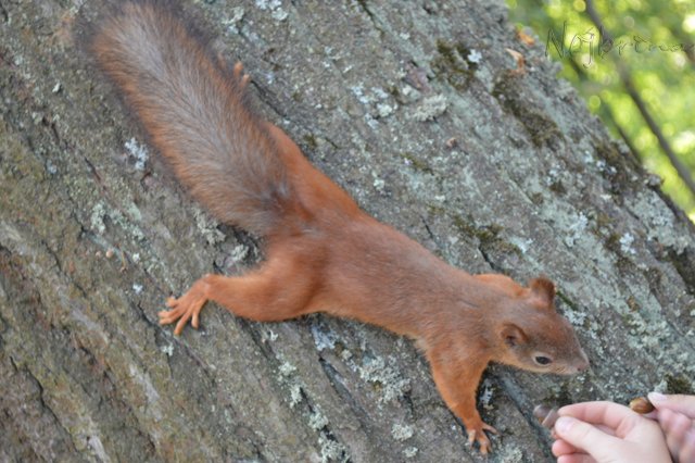 Питер - самый лучший город на земле! Вихтель Rosemarie Anna Muller