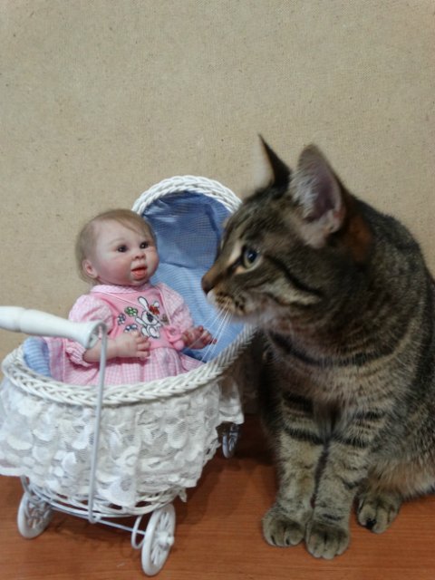 Моего кота не волнуют конкурсы, он просто любит фотографироваться