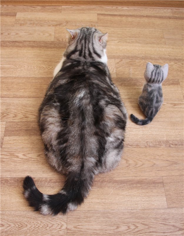 Котик Дени. Авторская игрушка Анны Ястрежембовской