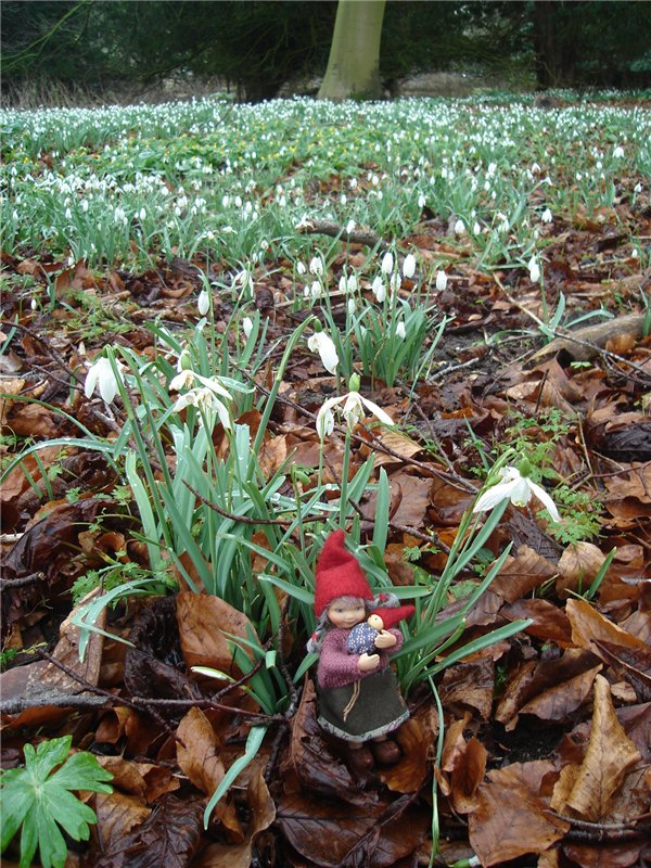 Как гномик Ditte за подснежниками ходила