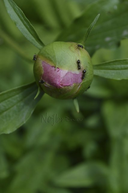 Яркие краски. Вихтели Rosemarie Anna Muller