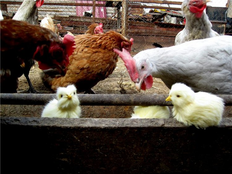 С праздником! Наше жёлторотое пополнение (фото 10)