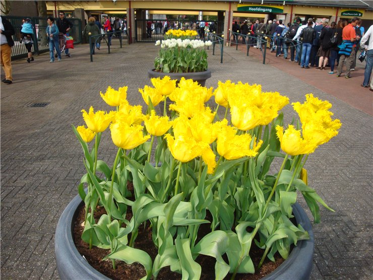 Парк цветов в Кеукенхоф (Keukenhof) в Нидерландах (Голландия)