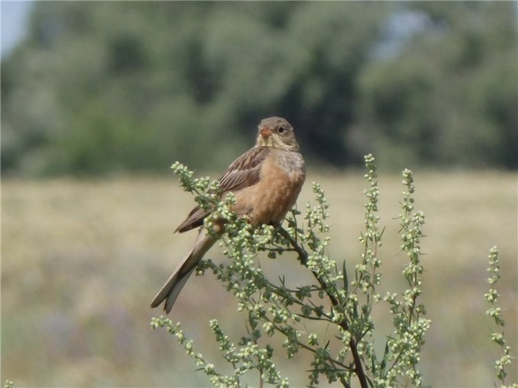 Башкирия , Охлебинино . Место , где отдыхает душа (фото 8)
