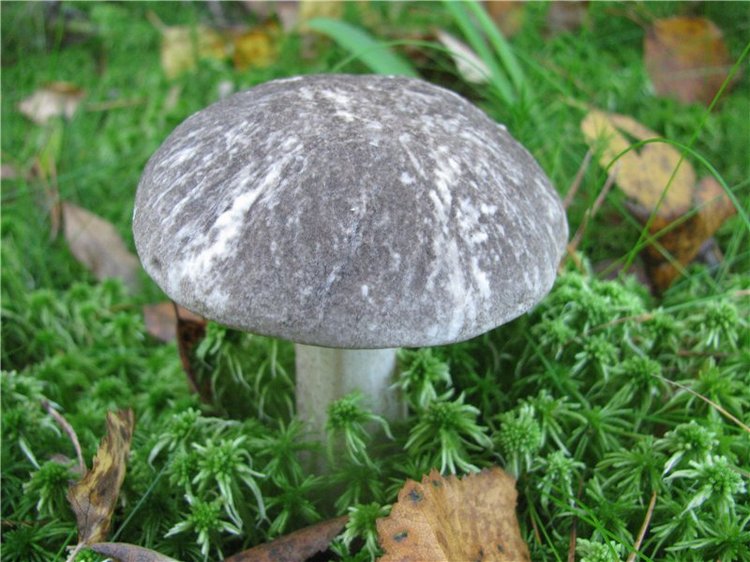 Прогулки Эмили по осеннему лесу | Бэйбики Прогулки Эмили по осеннему лесу (фото 9)