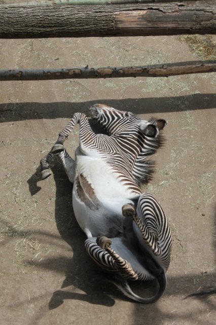 Сказка о Мишеле, BJD часть 2