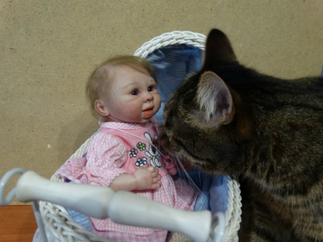 Моего кота не волнуют конкурсы, он просто любит фотографироваться