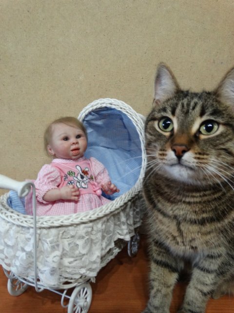 Моего кота не волнуют конкурсы, он просто любит фотографироваться