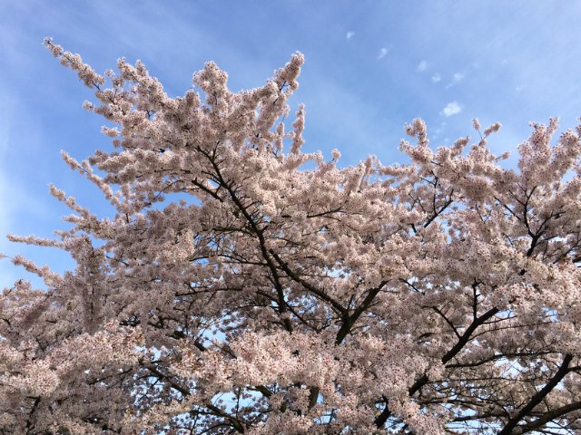 Выставка "Искусство и куклы" в Амстердаме 2016 (фото 2)