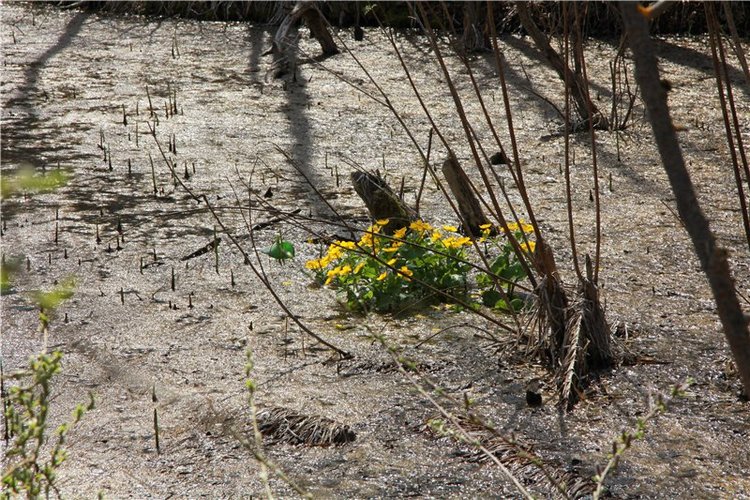 На водопад с Райли. Riley от автора Helen Kish