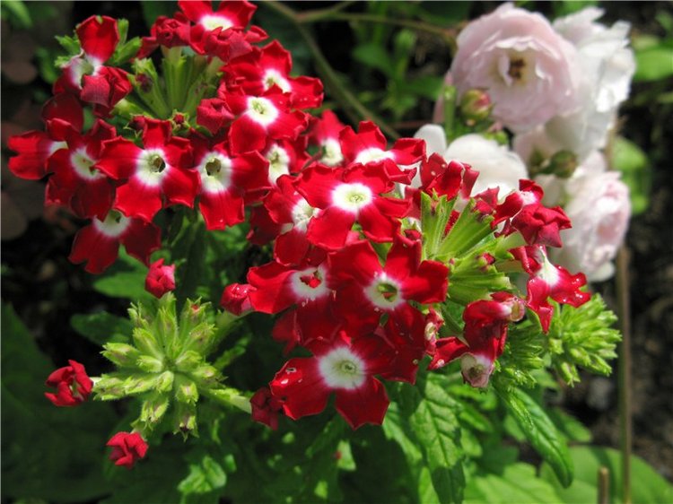 Кашин - город русского сердца. Часть седьмая. Вознесенский кафедральный собор